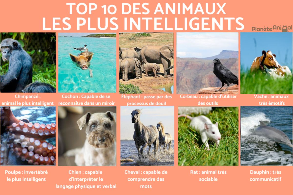 Top 10 des animaux les plus intelligents